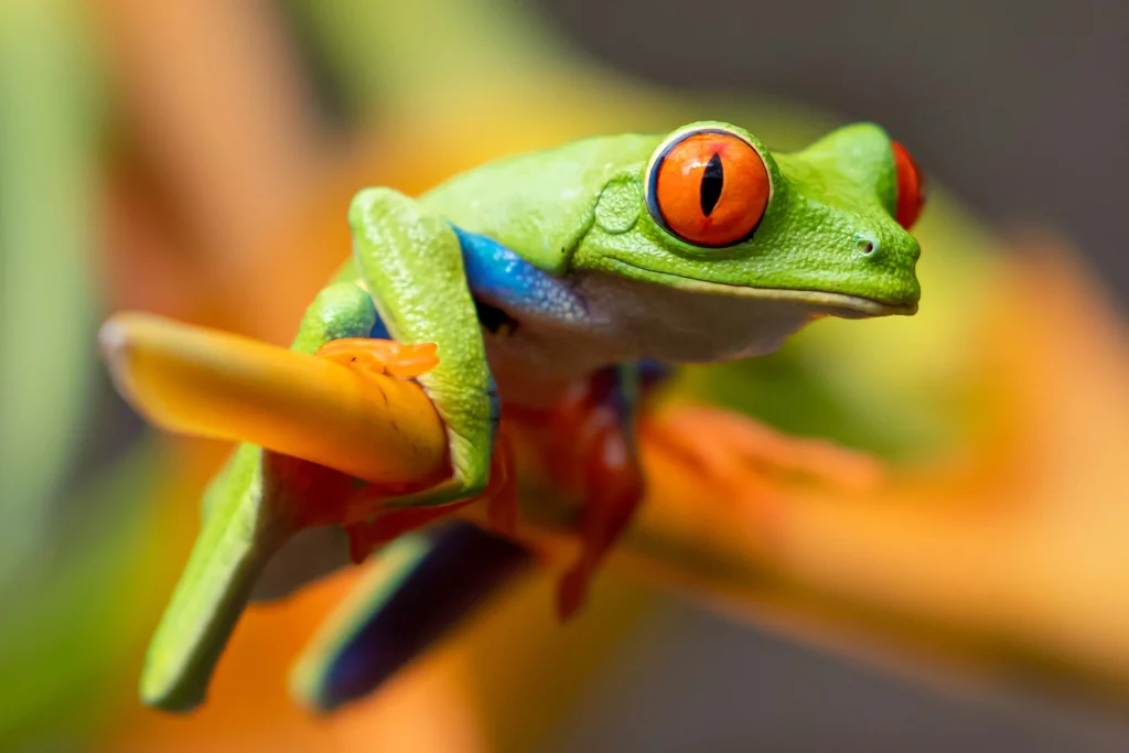 Ein hellgrüner Frosch mit roten Augen und Füßen. Er hat außerdem blaue oberarme und einen weißen Bauch, welcher sich bis zu seinem Mund vorstreckt.