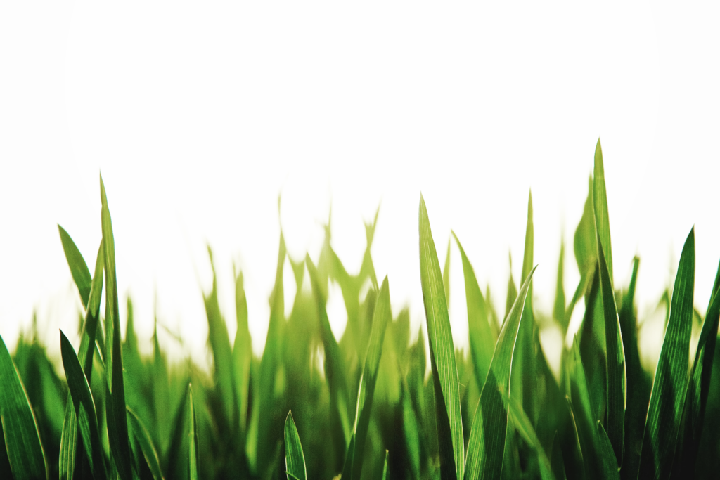 Eine Detailaufnahme von grasgrünen Grass