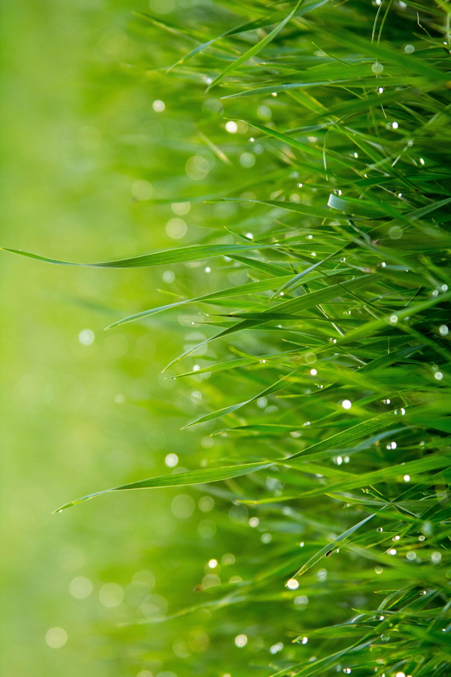 Grünes Grass mit Morgentau auf die Seite gekippt