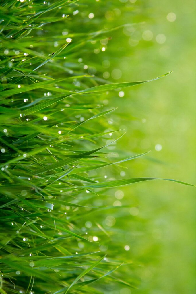 Grünes Grass mit Morgentau auf die Seite gekippt