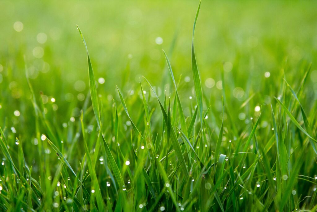 Grünes Grass mit Morgentau
